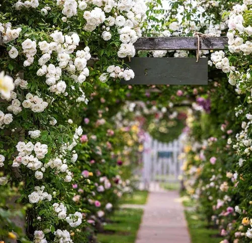 Vista 3 de Más de 100 semillas de rosas trepadoras para plantar al aire libre, flores ornamentales trepadoras, arbusto rosa, trepador de vid de larga floración