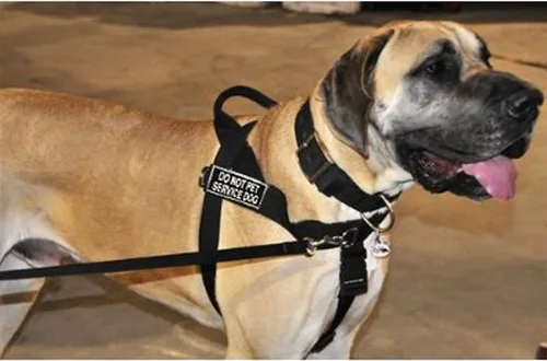 Vista 3 de Dean & Tyler D&T Universal DNPSERVICEDOG BK-XL DT - Arnés universal sin tirones para perro, no se adapta a mascotas, talla XL, se adapta a