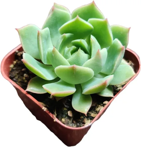 Vista 10 de Plantas suculentas de cactus vivos de USKC (2 "Pot Aloe Juvenna 'Tiger Tooth Aloe')