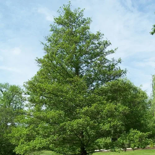 Vista 4 de Alnus glutinosa (aliso europeo, aliso negro) Plantar semillas de árboles, semillas de MySeeds.Co, elige la cantidad (1/4 LB)