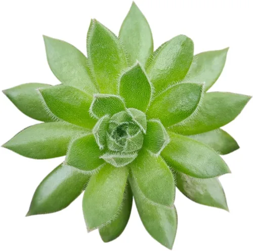 Vista 5 de Sempervivum Calcareum - Maceta de arcilla de 2 pulgadas + maceta de arcilla – Planta suculenta saludable Sempervivum Live de fácil cuidado