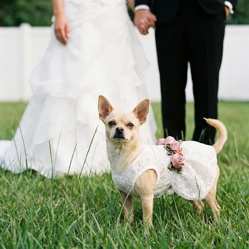 Vista 7 de Fitwarm Vestido de boda de lujo con encaje rosa para perro, ropa formal, XXS