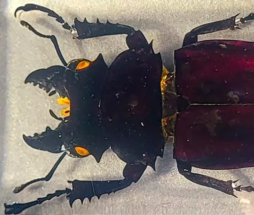 Vista 22 de 44mm Hormiga gigante tropical real en resina de lucita transparente cristalina, espécimen preservado Pseudoneoponera Rufipes, taxidermia