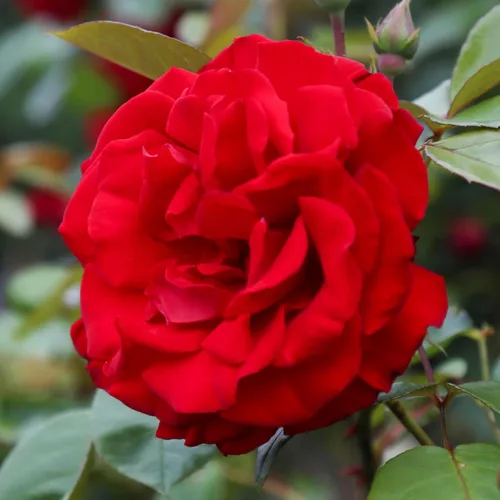 Vista 13 de Rosas trepadoras de reliquia, planta de raíz propia viva, Lady in Red™