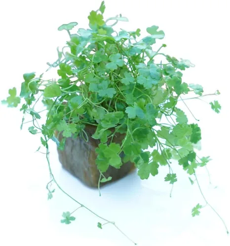Vista 8 de Bacopa Monnieri - Planta de acuario vivo de agua dulce fácil con raíces (más de 7 tallos)