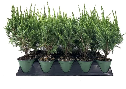 Vista 2 de Juniperus Chinensis - 1 maceta viva de 4 pulgadas - Juniperus Chinensis - Planta de cribado de bordes de hoja perenne resistente a la sequía