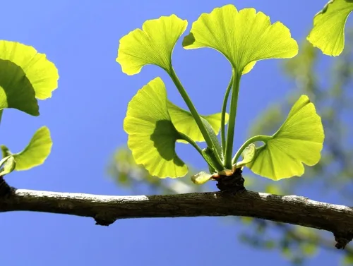 Vista 2 de Generic 2 árboles Ginkgo plantas vivas - 1qt. Pot Culantrillo Árbol Ginkobiloba