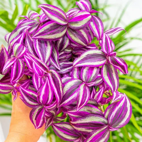 Vista 7 de 2 plantas vivas judías errantes de Tradescantia púrpura