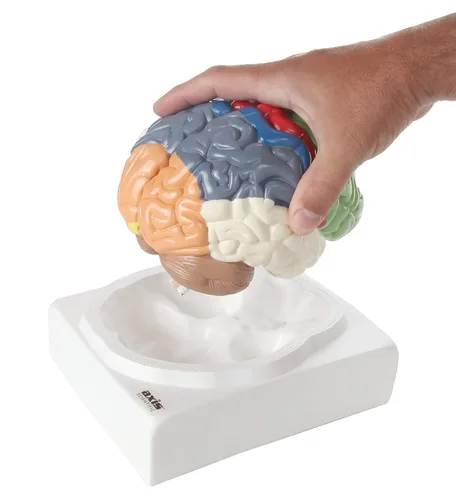 Vista 5 de Axis Scientific cerebro humano con regiones rotuladas, tamaño real. Incluye manual colorido del producto (idioma español no garantizado), base