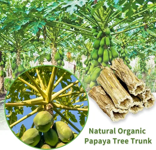 Vista 2 de Fhiny Juguetes masticables de conejo, 6 palitos masticables de madera de papaya natural de 3.9 pulgadas, golosinas para el cuidado dental, golosinas