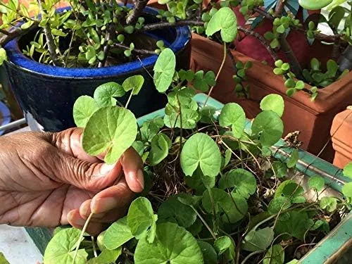 Vista 2 de 100 semillas de centella asiática, semillas indias de Pennywort Gotu Kola