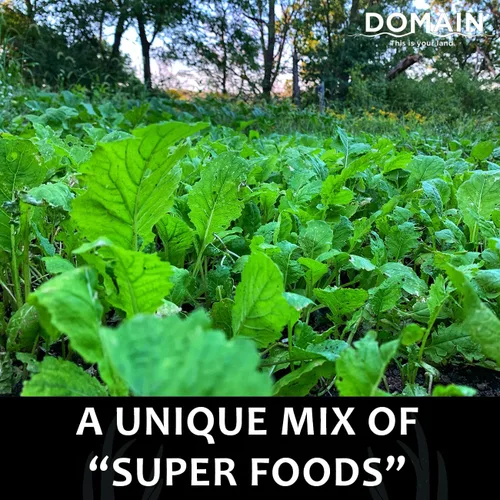 Vista 7 de Domain Outdoor Bombshell - Semilla de parcela de alimentos para ciervos, 1/2 acre, diseñada para manejar las condiciones más duras, establecimiento