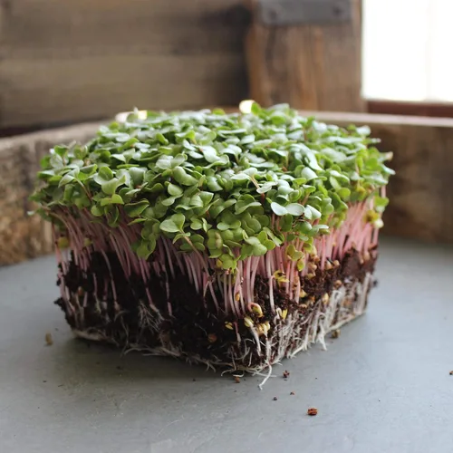Vista 3 de Semillas de brotes de rábano y microgreens – Variedad de flecha roja – 1 libra – Sin OMG, reliquia – Brotes de rábano picantes de rápido crecimiento
