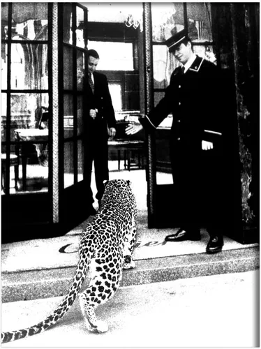 Vista 11 de Impresión de guepardo en el espejo, impresión de fotografía en blanco y negro, leopardo vintage en blanco y negro, fotos de espejo con aspecto
