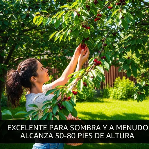 Vista 3 de Plántula viva de árbol frutal de cerezo negro, Prunus serotina, ideal para plantar patios en el hogar y el jardín, no se envía a California, árbol