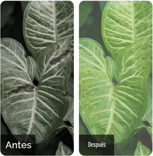 Vista 5 de Alpurple - Cubiertas de invierno para plantas con protección contra la congelación - Cubierta cálida rectangular para protección de plantas, manta