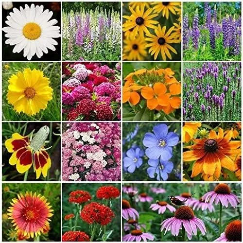 Vista 8 de Mezcla de semillas de flores silvestres de sombra parcial a granel sin OMG (1 lb) 520,000 semillas