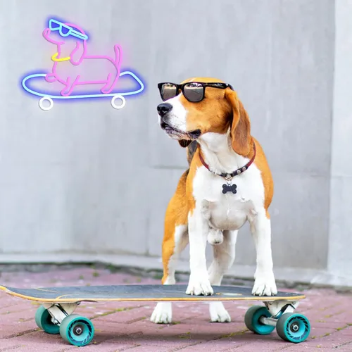 Vista 6 de Letrero de neón para perro monopatín regulable divertido Dachshund Skateboarding LED luz de neón decoración de pared para dormitorio, bar, sala