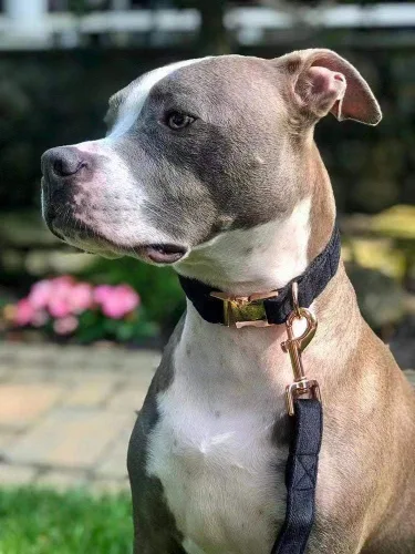 Vista 4 de ARING PET Collar y correa para perro, juego de collar y correa de terciopelo para perro, suave y cómodo, collares ajustables para perros