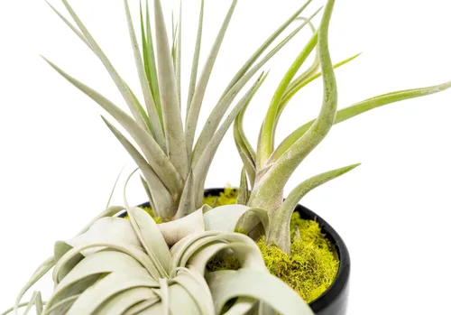 Vista 2 de Air Plant Shop Planta de aire grande ensamblada para jardín, al por mayor y a granel, suculentas, Tillandsia viva, plantas de interior y exterior