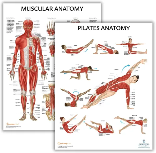 Vista 7 de Anatomy Lab Tabla anatómica del sistema muscular, laminado, 17.3 x 22.5 pulgadas, diagrama de los músculos, carteles médicos, póster del sistema