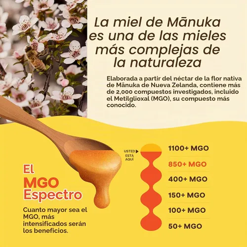 Vista 5 de Wedderspoon Miel de manuka cruda premium, 850+ MGO, 8.8 onzas, miel de Nueva Zelanda sin pasteurizar, desde nuestras colmenas hasta tu hogar