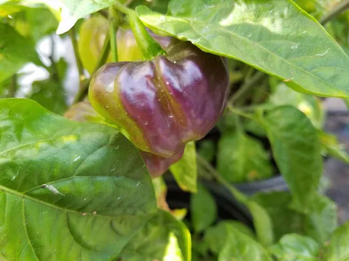 Vista 2 de Aji Cachucha - Semillas de pimiento salpicadas moradas, más de 10 semillas
