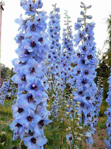 Vista 7 de Blue Delphinium Larkspur - Semillas de flores altas variadas de más de 30 semillas sin OMG para cultivar