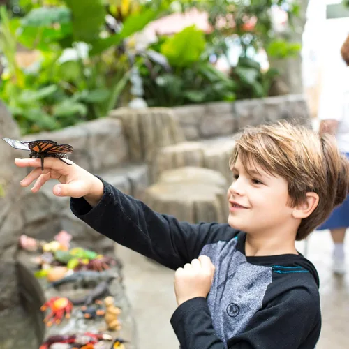 Vista 5 de Safari Ltd. Figura de mariposa monarca, figura realista de insectos de 4.5 pulgadas, juguete educativo para niños, niñas y niños a partir de 3 años