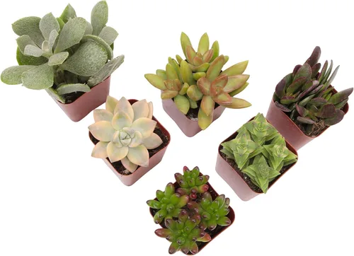 Vista 9 de Plantas suculentas vivas (paquete de 6) plantas suculentas en maceta, plantas vivas de interior, plantas de interior vivas, plantas