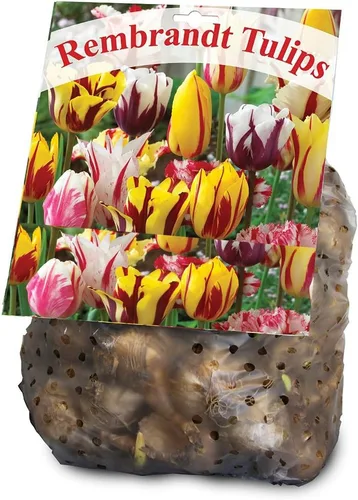 Vista 3 de Mezcla de Tulipanes Rembrandt - 30 bulbos de tulipán perennes