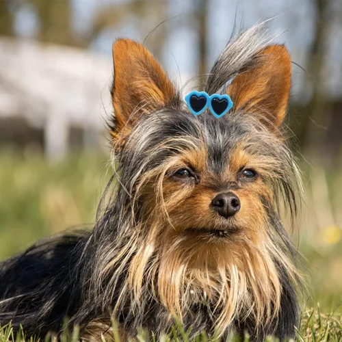 Vista 3 de Pinzas para el pelo de cachorros, 20 piezas de lindos lazos para perros, lentes de sol de corazón, accesorios para el cabello de San Patricio, día