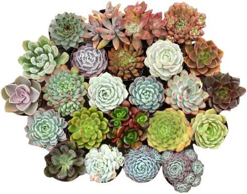 Vista 3 de Paquete de 5 plantas suculentas coloridas, maceta de 2 pulgadas, plantas suculentas surtidas vivas para el hogar, oficina, regalos