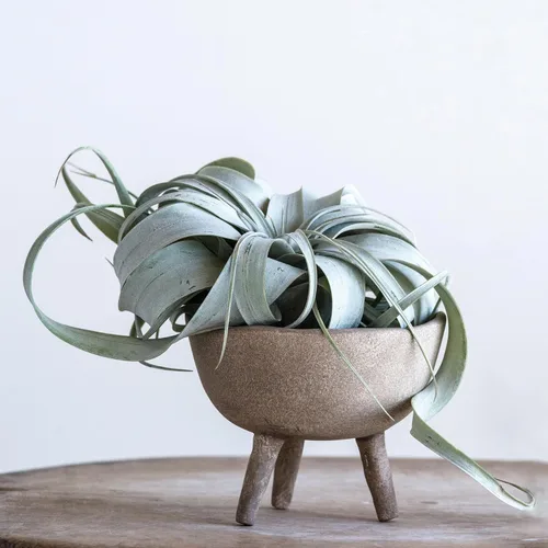 Vista 2 de Creative Co-Op - Maceta de terracota estilo bohemio con borde orgánico, color gris pardo mate