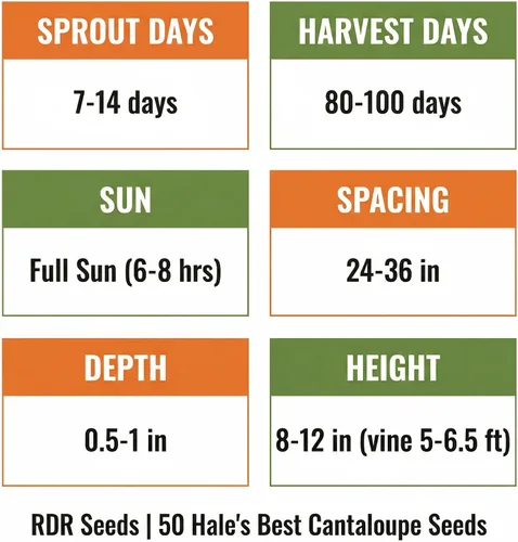 Vista 4 de 50 Hale's Best Cantaloupe Seeds for Planting - Sweet Aromatic Heirloom, Non-GMO, USA Grown by RDR Seeds