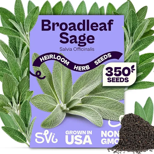 Vista 25 de SVI 2000 semillas de albahaca genovesa (Ocimum basilicum) - Paquetes de semillas de albahaca dulce - Semillas aromáticas de hierbas culinarias