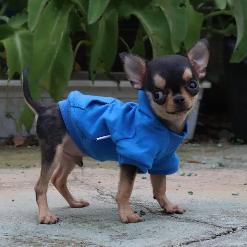 Vista 5 de LOPHIPETS Sudadera ligera de algodón para perros pequeños – Sudadera con capucha para chihuahuas, cachorros y razas en miniatura - Azul/XS