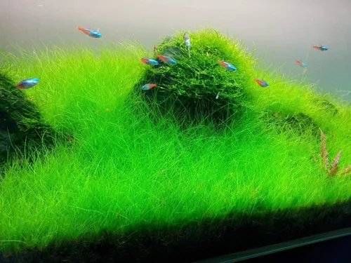 Vista 3 de Marcus Fish Tanks - Eleocharis parvula de pelo enano césped para acuario plantas vivas para alfombrar pecera para peces de agua dulce