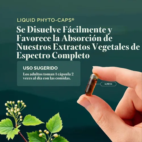 Vista 6 de Gaia Herbs Hoja de albahaca sagrada, 60 cápsulas veganas, 30 porciones