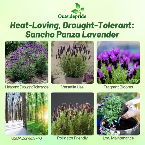 Vista 2 de Outsidepride Sancho Panza - 50 semillas de hierbas perennes, tolerantes a la sequía y aptas para polinizadores para plantar flores fragantes