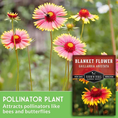 Vista 3 de Survival Garden Seeds - Semillas de flores para plantar - Paquete con instrucciones para plantar y cultivar Gaillardia Pulchella en el huerto de tu
