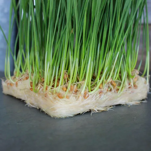 Vista 6 de Micro Mat Hydroponic Confetti - Bolsa de 1.5 libras - Medio de cultivo compostable para microgreens y pasto de trigo - Alta capacidad de retención