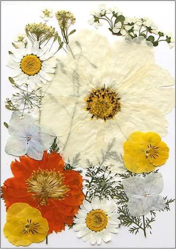 Vista 11 de Natural Pressed Dried Flower for Epoxy Resin Dry Flowers and Leaves Set for Soap Jewelry Making Scrapbooking Phone Case Decoration Section B
