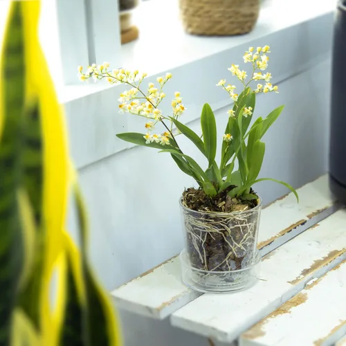 Vista 7 de Maceta Phoenix Vine de 3.5 pulgadas de acrílico transparente con bandeja, maceta para orquídeas con agujeros de drenaje, platillo profundo