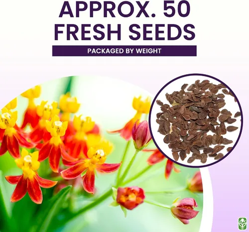 Vista 3 de Semillas de algodoncillo de flor de sangre: alimento y planta huésped para mariposas monarca.