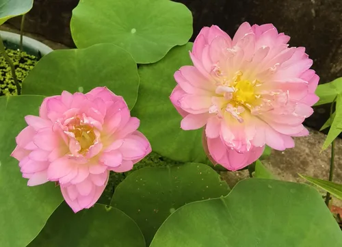 Vista 7 de Color mezclado Bonsai Bowl Lotus Water Lily Semillas (30 PCS)