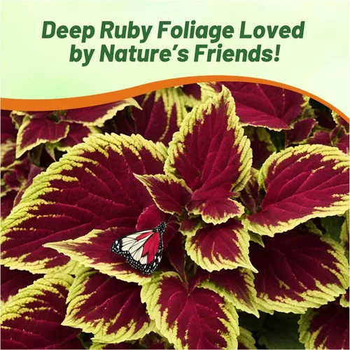 Vista 5 de Outsidepride Fairway Ruby Coleus Semillas para plantar, 100 unidades, anuales, compactas y fáciles de cultivar, semillas de flores con follaje