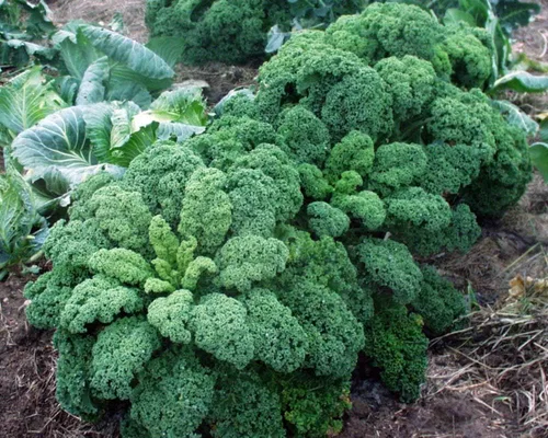 Vista 5 de Semillas de col rizada Tipo arbusto de hoja vegetal de col verde para plantar semillas gigantes sin OMG 200