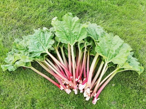 Vista 2 de Semillas de ruibarbo vegetal de reliquia rara para plantar semillas gigantes sin OMG 30