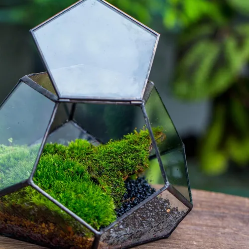 Vista 7 de NCYP Terrario geométrico de vidrio pequeño con puerta, 7.1 x 7.1 x 4.7 pulgadas, maceta cerrada con pentágono negro para suculentas, plantas